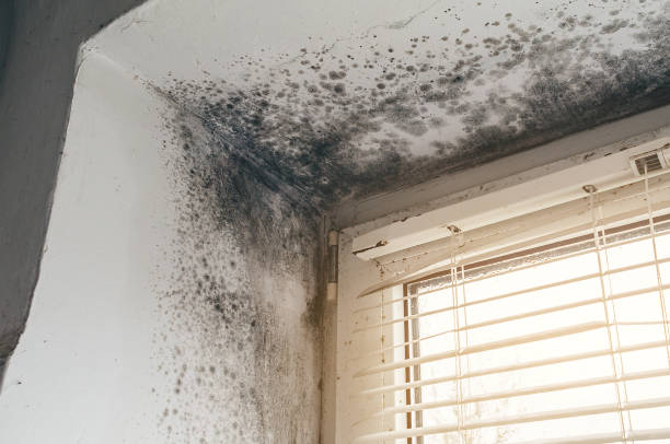 Affordable Mold Remediation solutions in Wellsville, PA